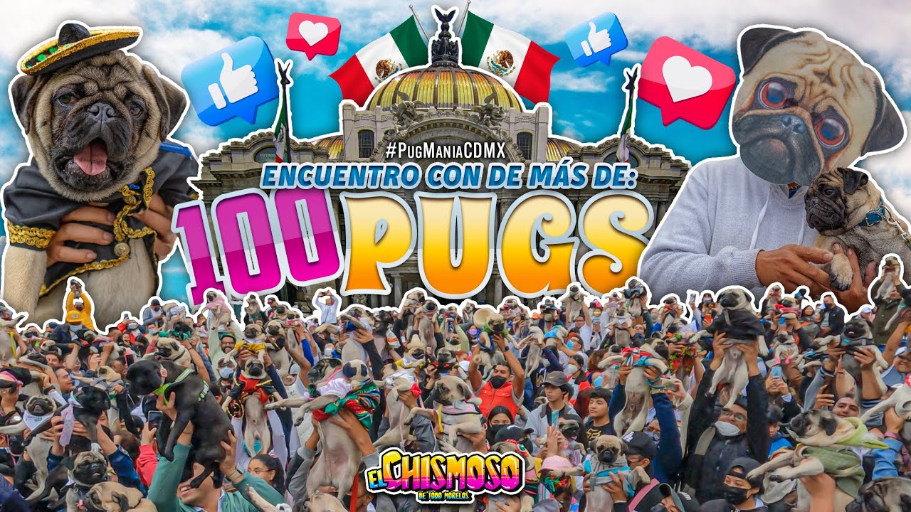 Más de 100 pugs reunidos en CDMX