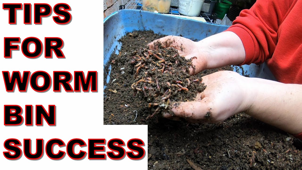 Tips For Success in Your Worm Farm- European Night Crawlers