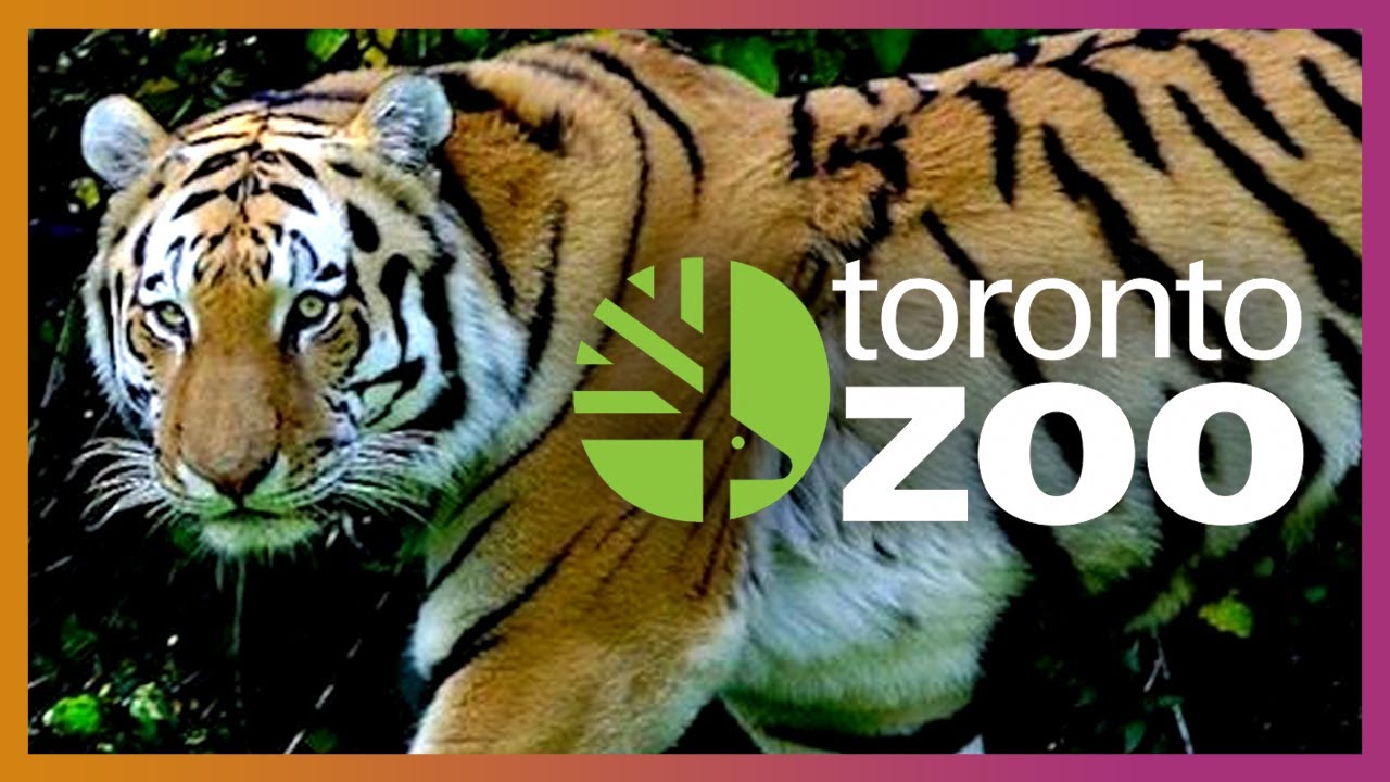 🐯 Planet Zoo Research! | Toronto Zoo Vlog