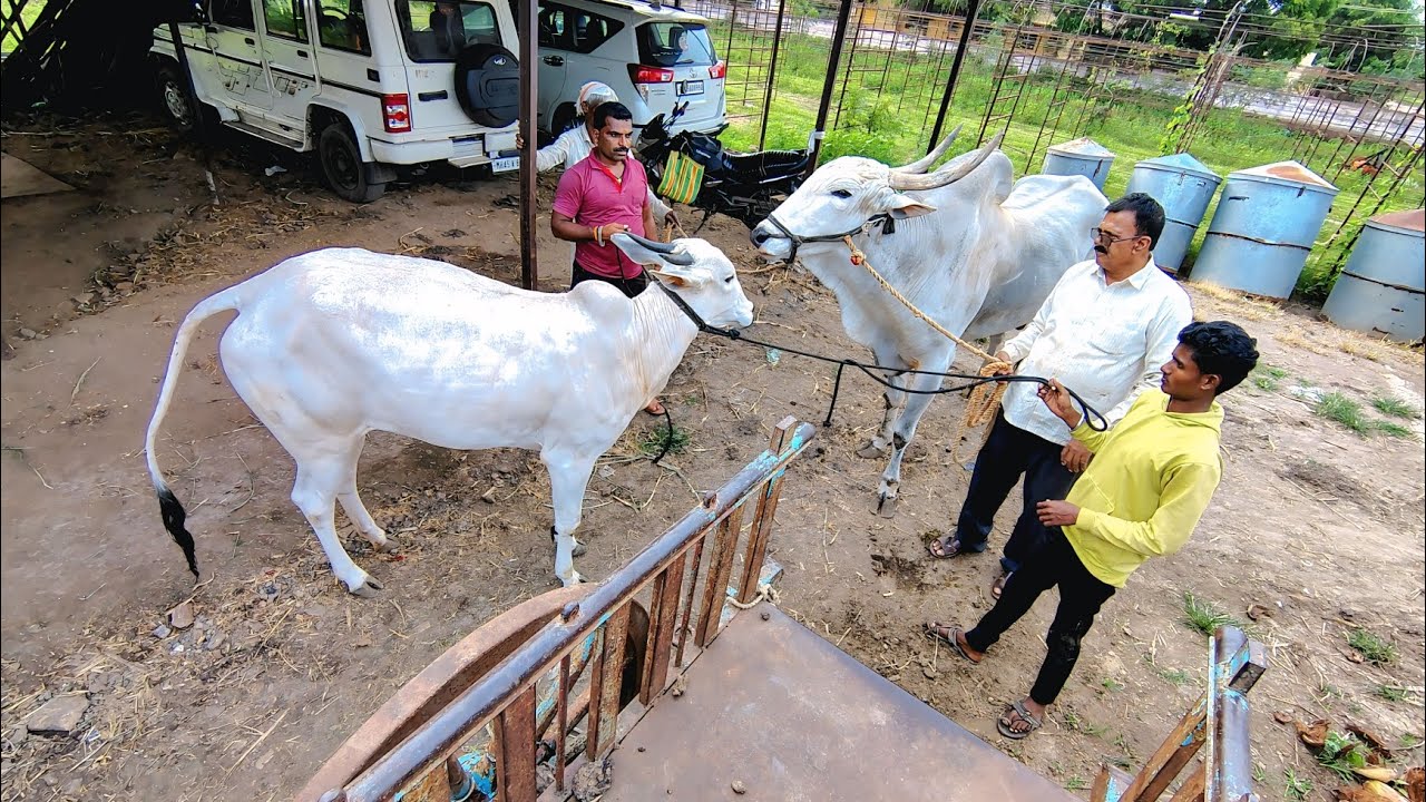 नारायण मेटकरी याच्या राधा चे नैसर्गिकरेतन सोन्या बैलाकडुन केले 