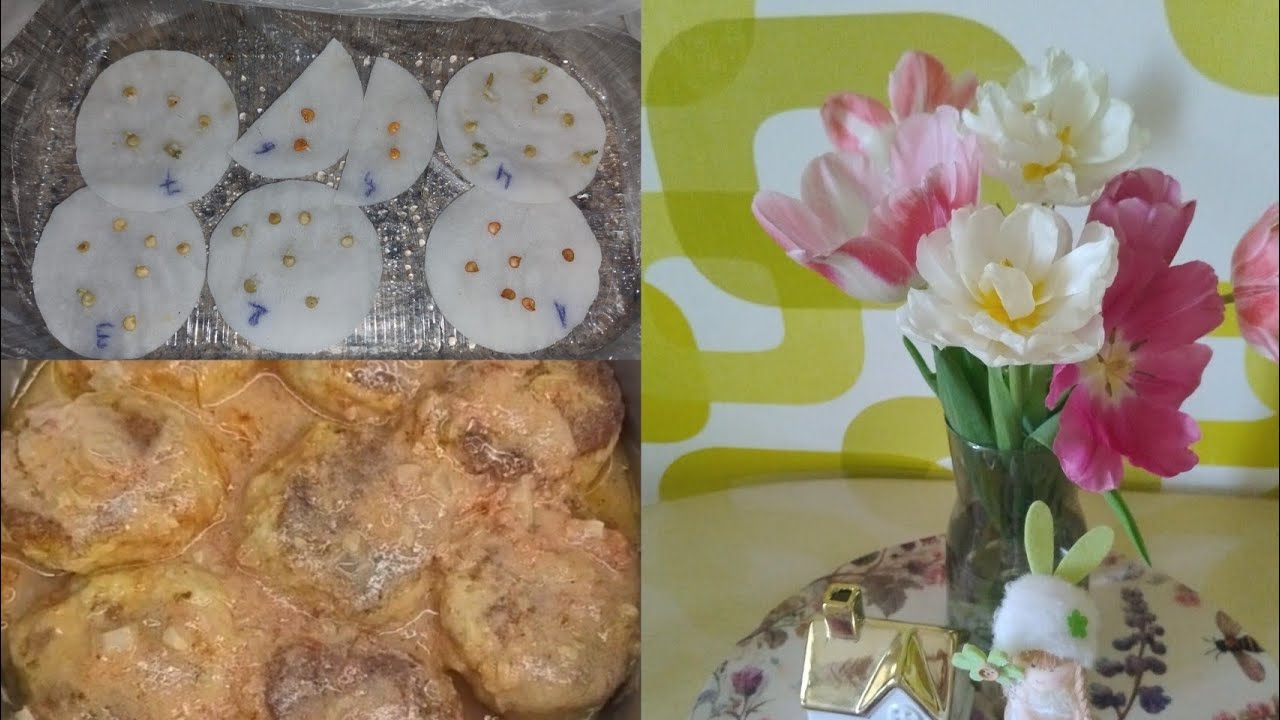 🌷🌱Ставлю перець і баклажани на пророщування.☘️Тефтелі по новому рецепту 👍