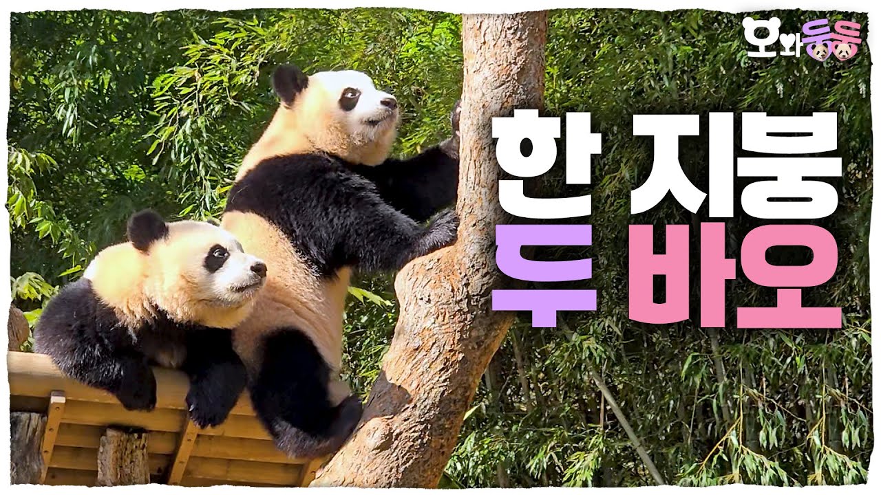 (SUB) Когда на улице, милая Хуэй и милая Жуй│Panda World