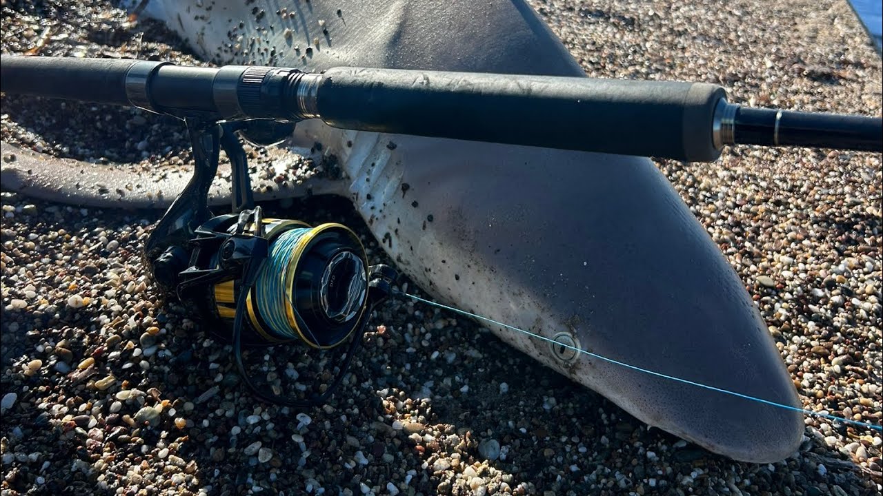 Sahilden Köpekbalığı Avı ! / Sandbar Shark LBSF