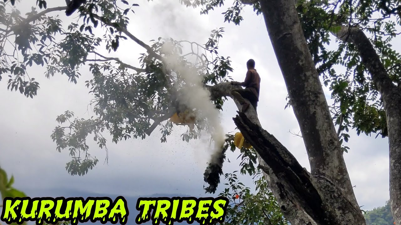 மேற்கு தொடர்ச்சி மலையில் ஆதிவாசி மக்கள் தேன் எடுக்கும் முறை|kurumba tribes|nilgiris