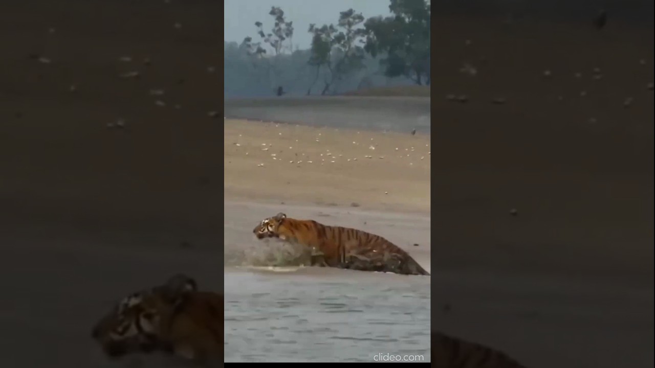 Tiger sprint's across the open mudflat after swimming a narrow canel #youtubeshorts #short #viral