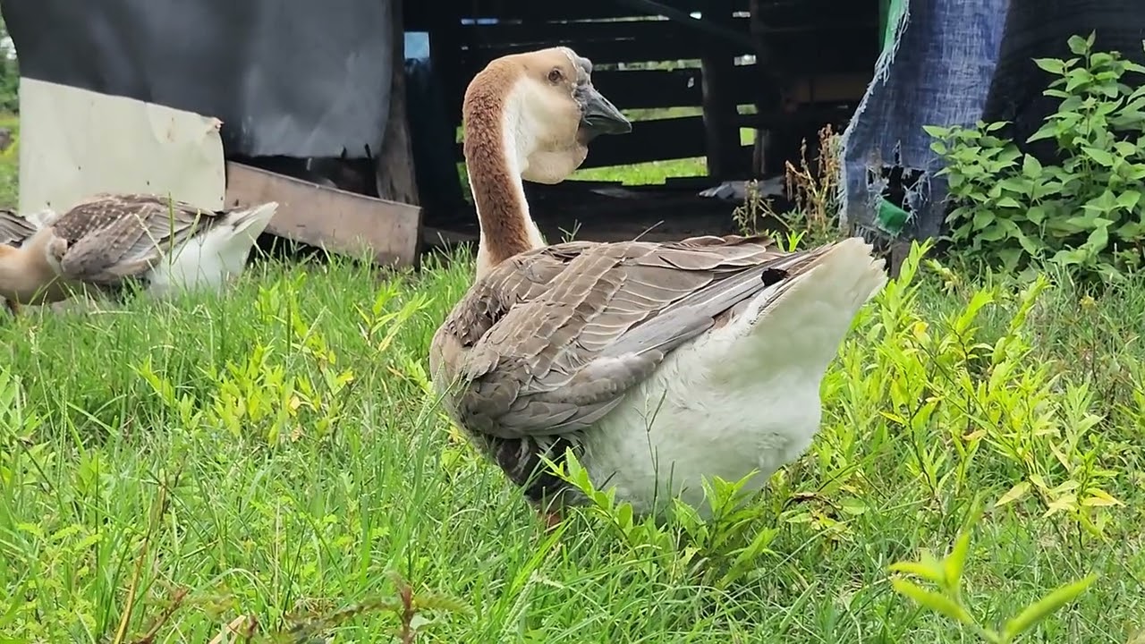 ក្ងានក្បាលតោ និង ធម្មជាតិ - Geese with nature 