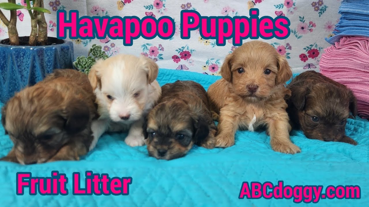 Havapoo Puppies * Parents - Lucy & Chee Chee * Born 1/20/2026 * ABCdoggy.com