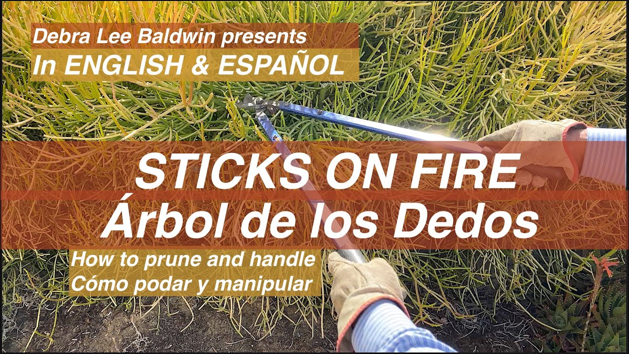 Caution/Cuidado Succulent 'Sticks on Fire'