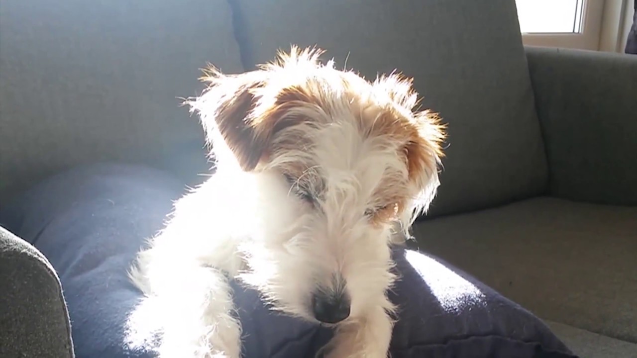 Funny Jack Russell Terrier Compilation