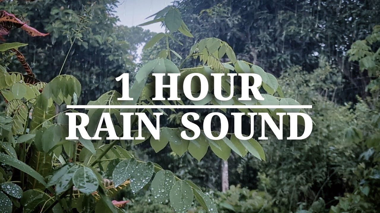 Soothing Rain Sounds for Deep Sleep 🌿 | 1 Hour Nature Ambience