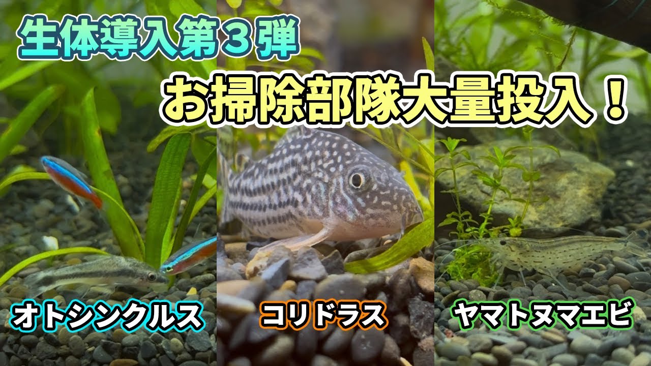 アクアリウム初心者、遂にお掃除部隊20匹を大量投入！【コケ取り生体】