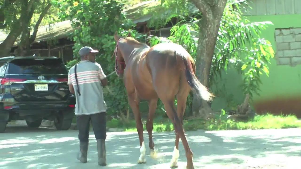 Transmisión Hipódromo V Centenario