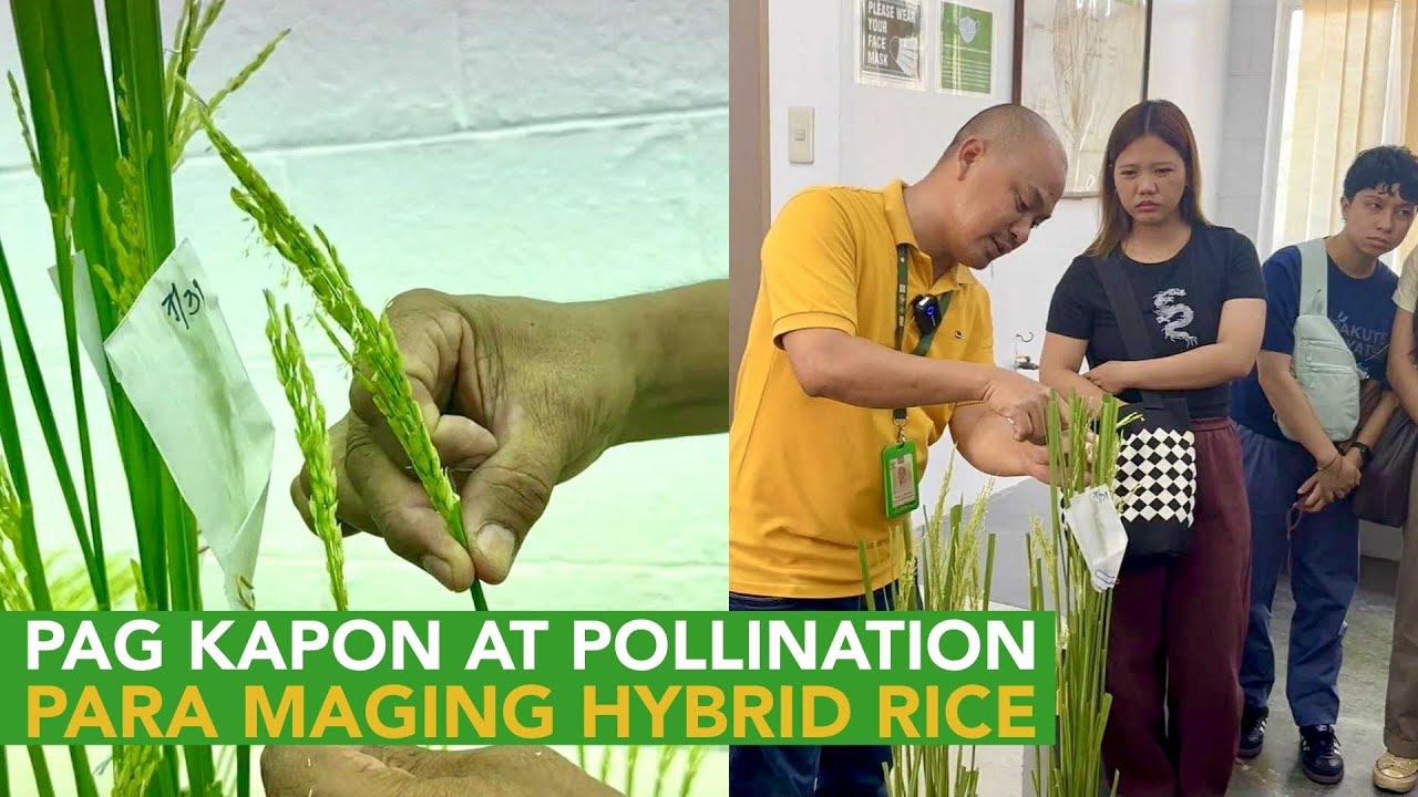 Understanding Emasculation and Pollination Techniques sa Paggawa ng New Hybrid Rice