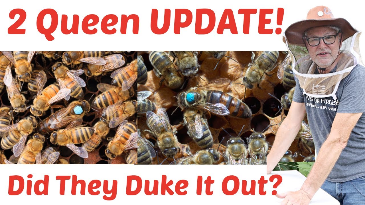 Beekeeping | One Hive, Two Queens: The Moment Of Truth!