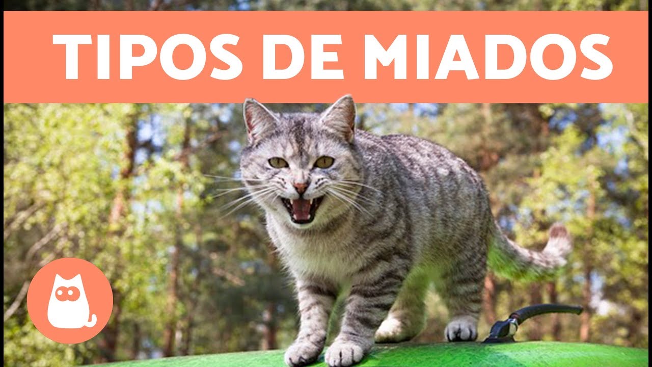 11 SONS DE GATOS e seus SIGNIFICADOS