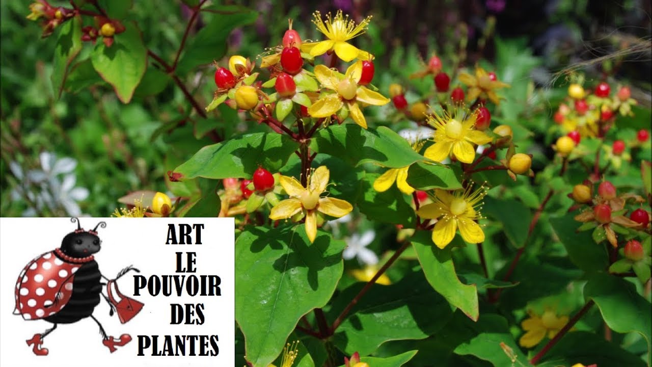 Conseils jardinage: Hypericum calycinum (millepertuis) Marble little red: Taille et entretien:vivace