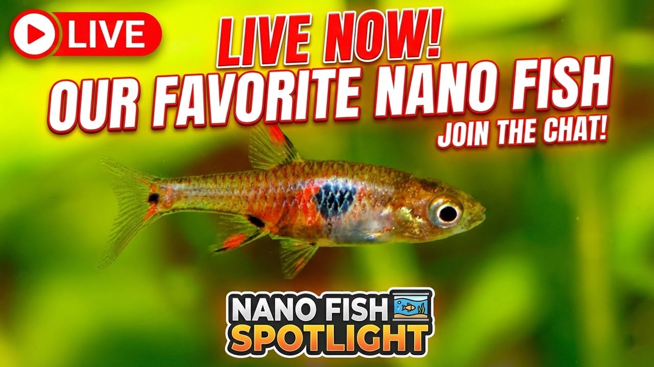 [LIVE]  Our Favorite Nano Fish of 2026 + Fish Q&A!