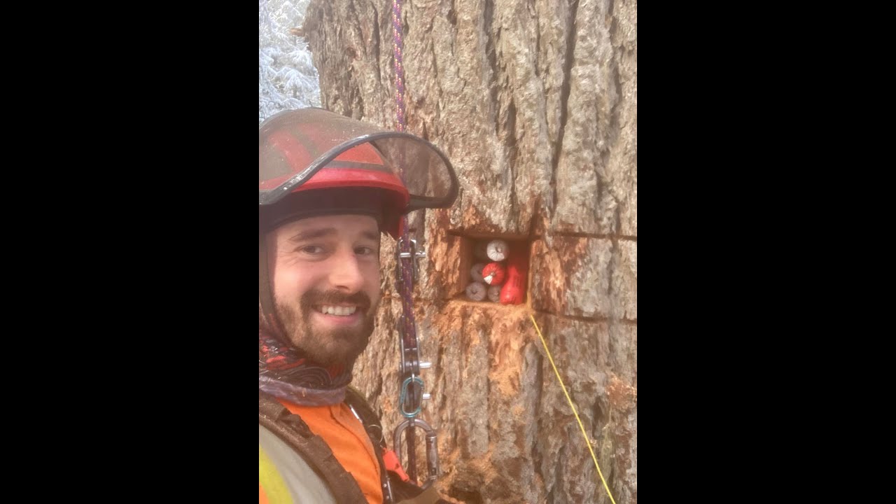 Cathedral Grove 2022 - Danger Tree Blasting