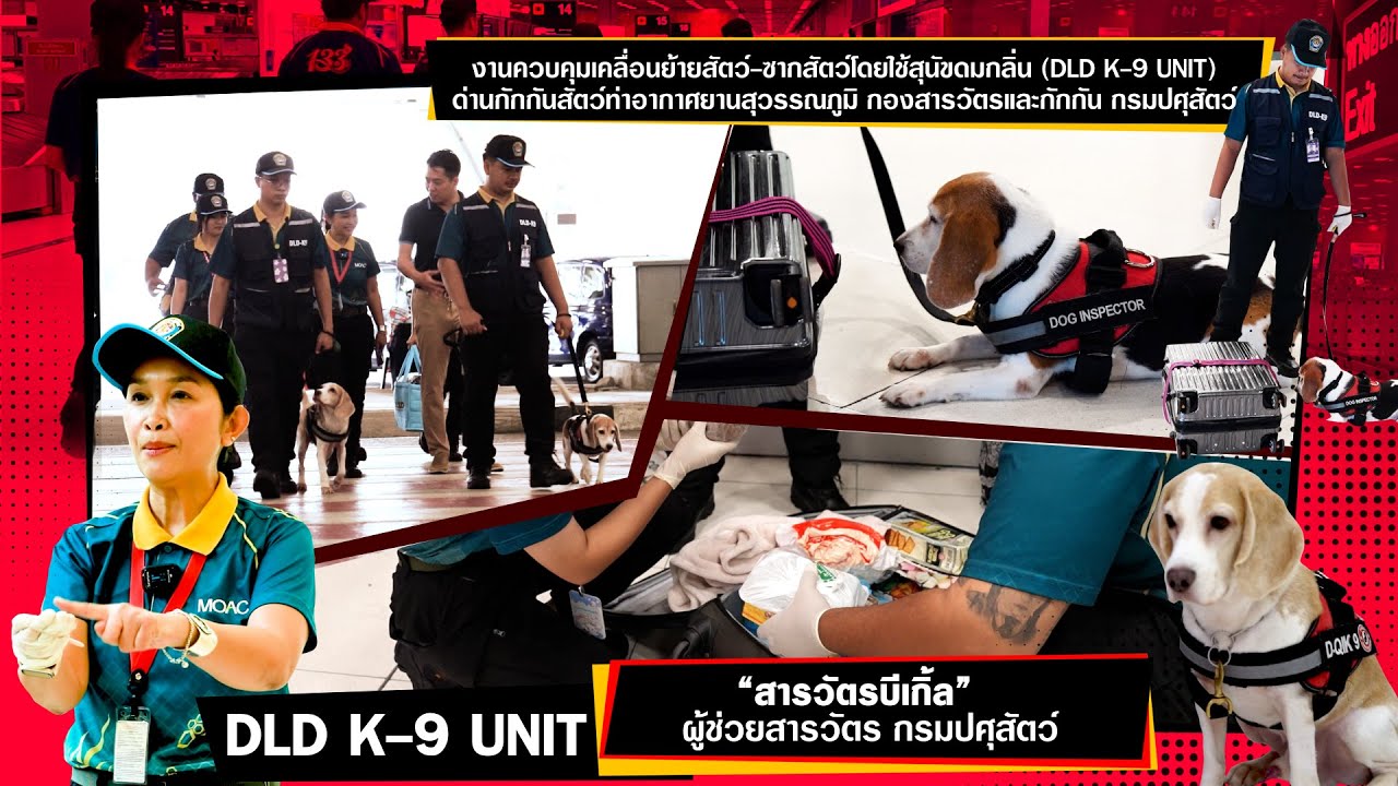 DLD K-9 UNIT สารวัตร 