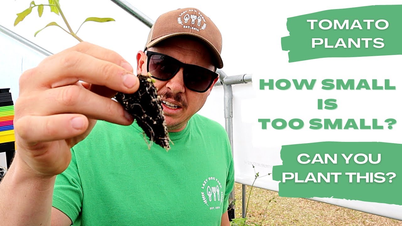 PLANTING TOMATOES: BIG PLANT or LITTLE PLANT?