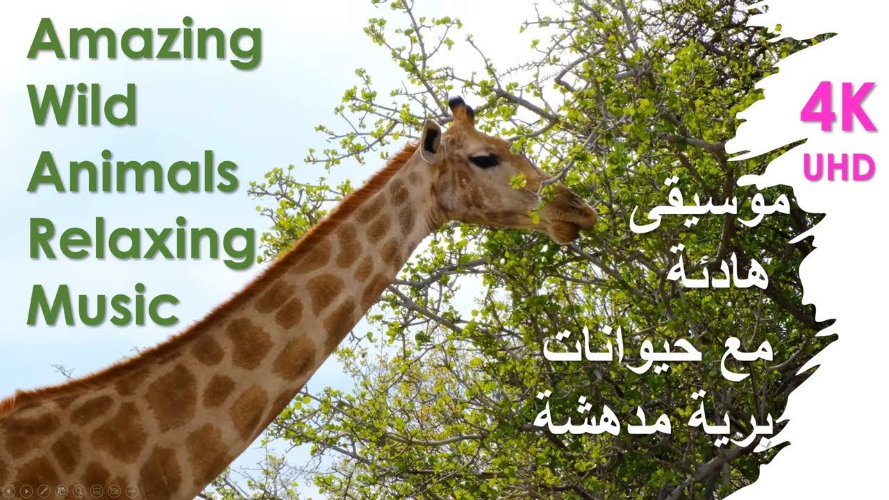Amazing Wild Animals Relaxing Music  موسيقى هادئة مع حيوانات برية مدهشة
