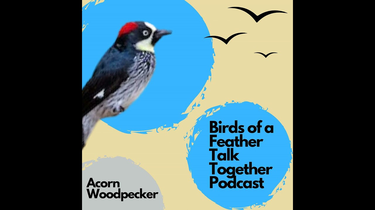 132: Acorn Woodpeckers - Hoarding Hundreds of Pounds of Acorns?