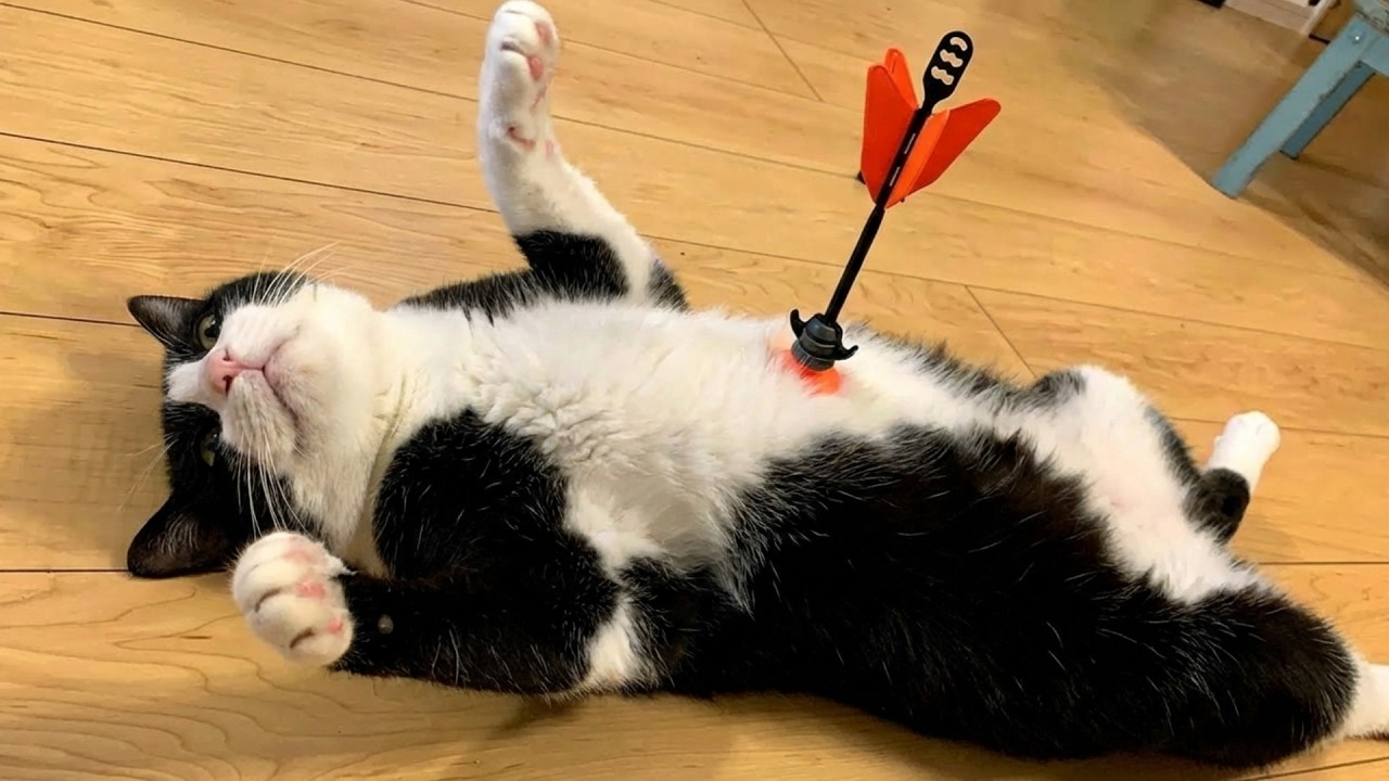 Самые смешные животные заставят вас смеяться безудержно 🤣