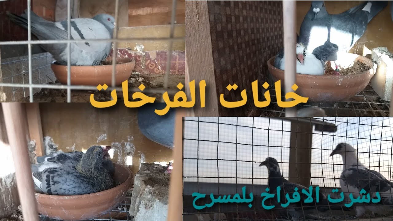 فيديو جديد دشرت الافراخ ✅ مع تصوير الخانات ❤ اوصار عدنة صيد طيور