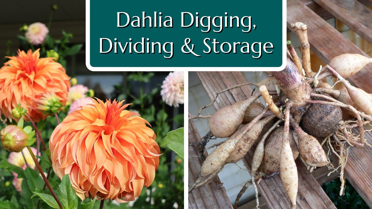 Dahlia Digging, Dividing & Storage