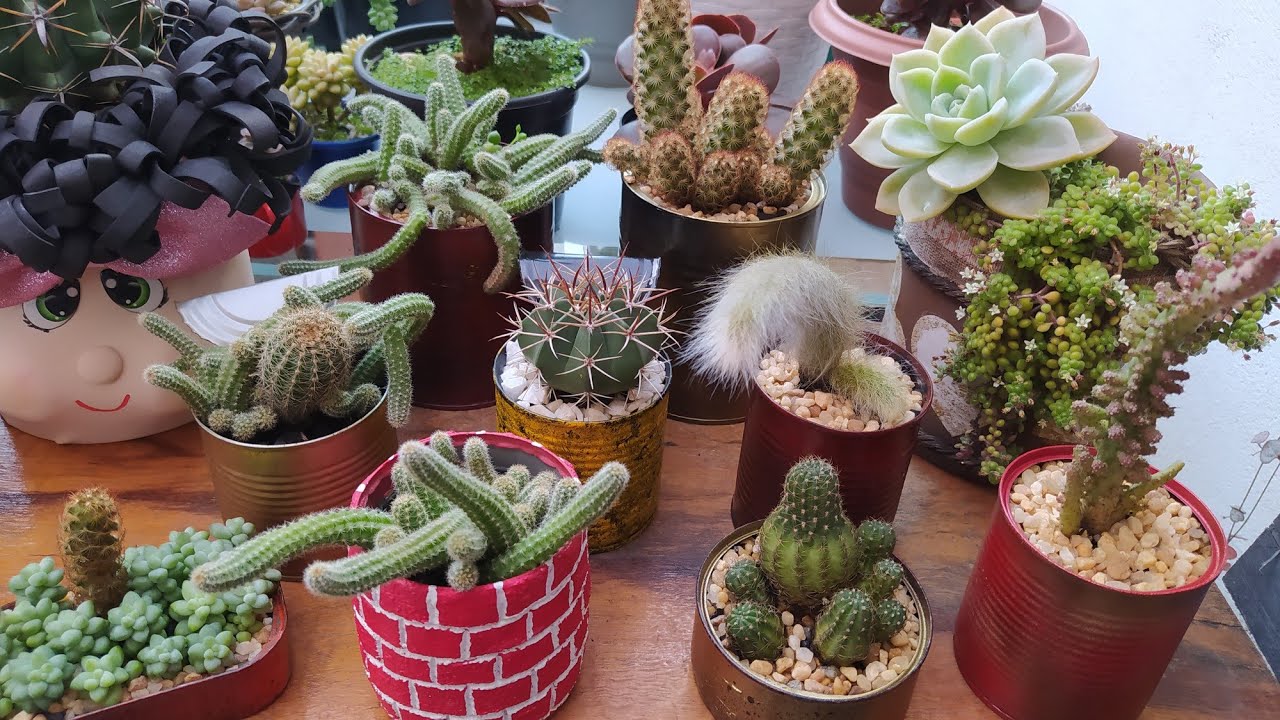 Como Ter Cactos Lindos?