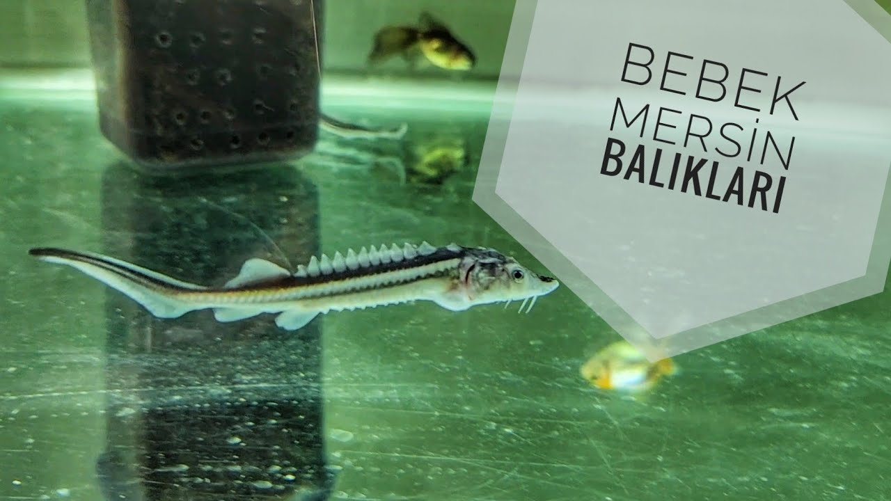 Mersin Balığı Aldım