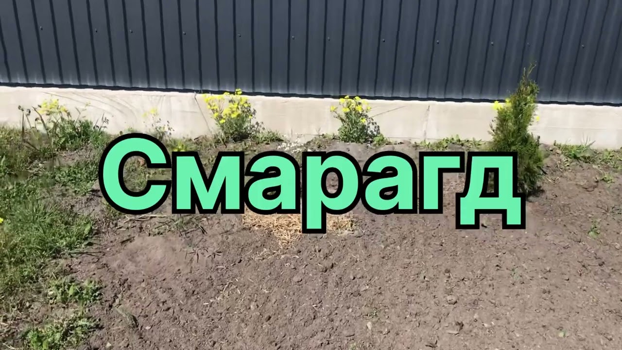 Красивий сад. Весняні первоцвіти. Цвітіння арабісу. Дача #garden #садоводничество #flowers
