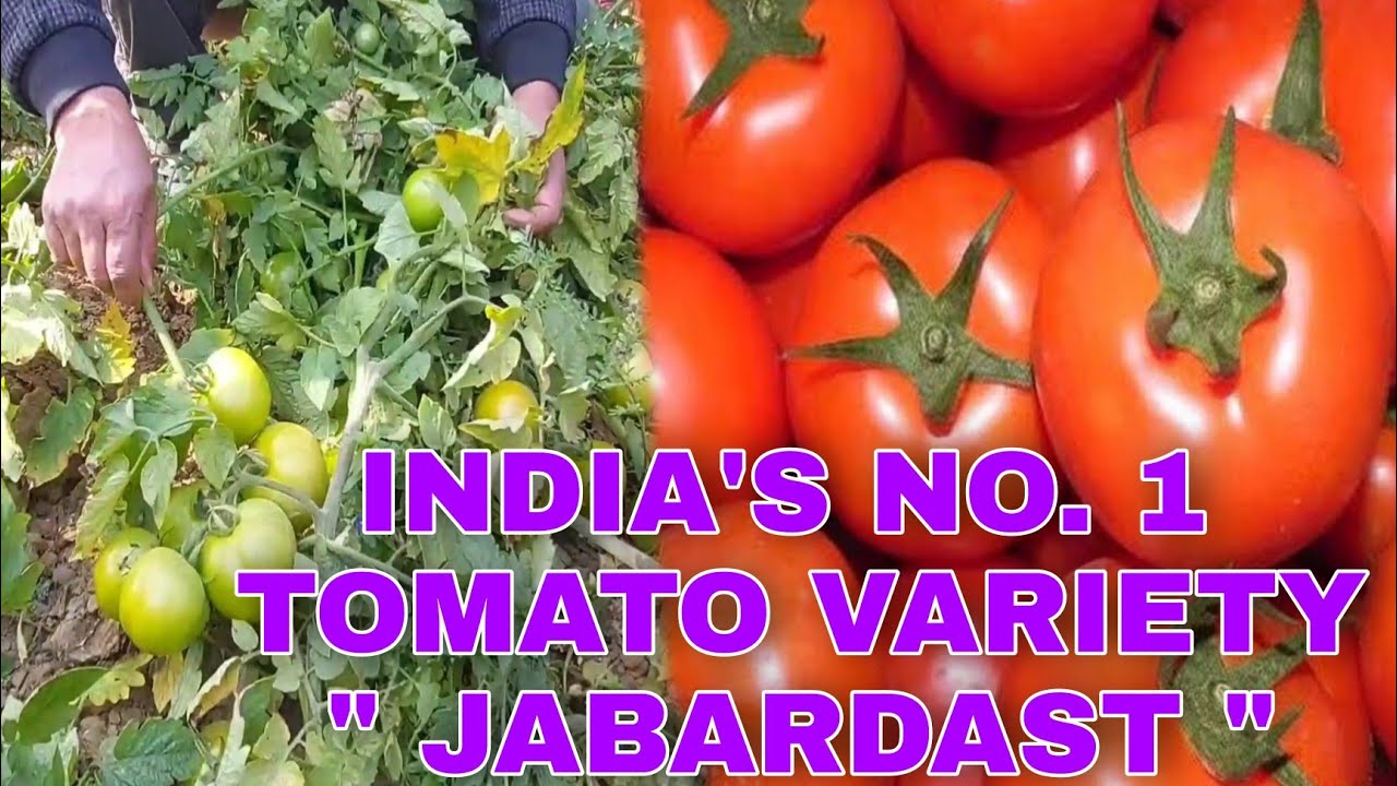 No.1 Tomato Variety in INDIA|| 