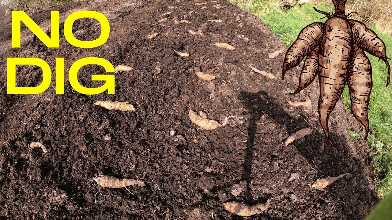 How to Plant Jerusalem Artichokes (Sunchokes) in a NO DIG Bed