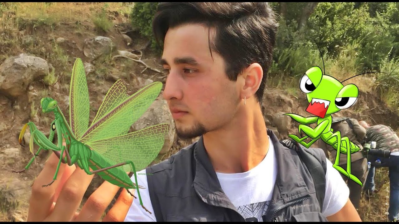 Uzaylılarla Tanışın!! 👽 | Peygamberdevesi (Tür:Mantis religiosa)