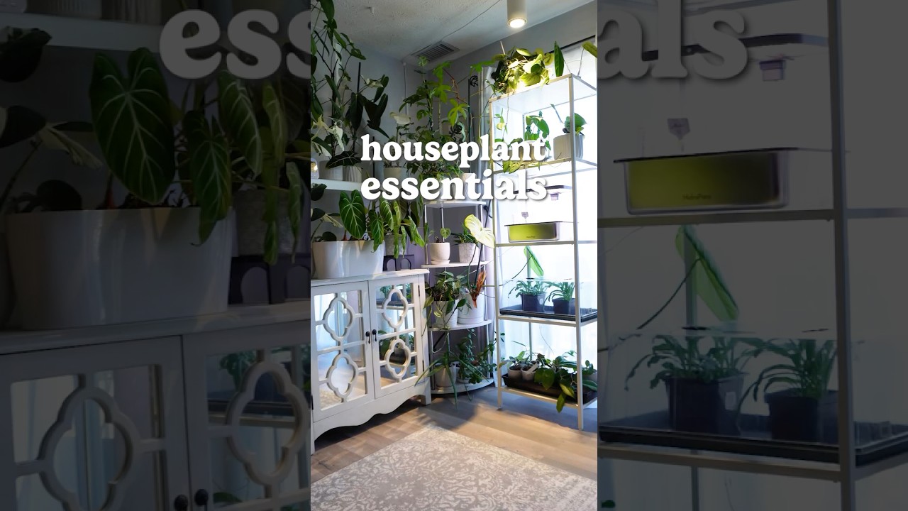 3 houseplant essentials #houseplanttips #indoorgarden #plantcare