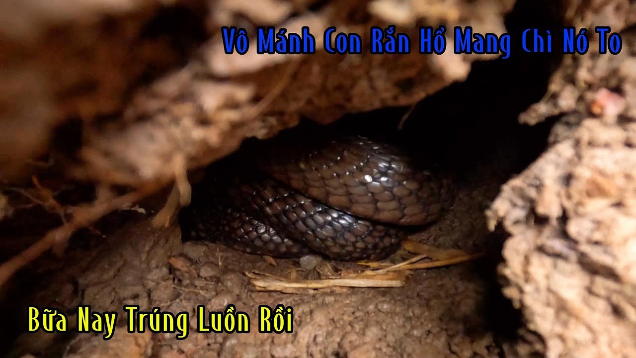 Trúng Mánh 3 Con Rắn Hổ Con Nào Cũng Chà Bá | Mười Thương Săn Bắt