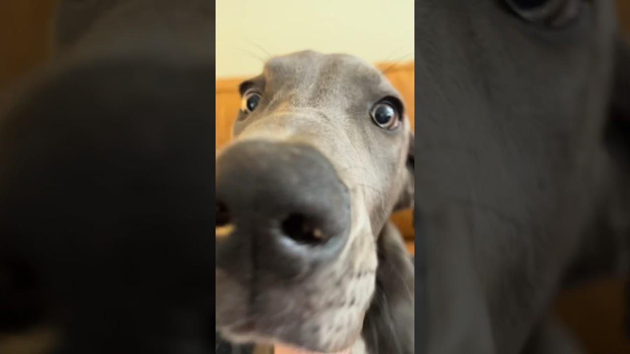 The Great Dane but make him a baby 🖤 Knox is 4 months old #greatdane