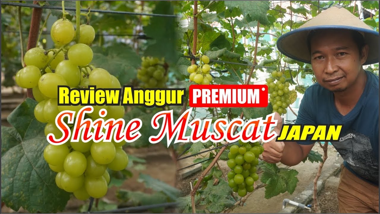 Anggur Premium Shine Muscat Japan