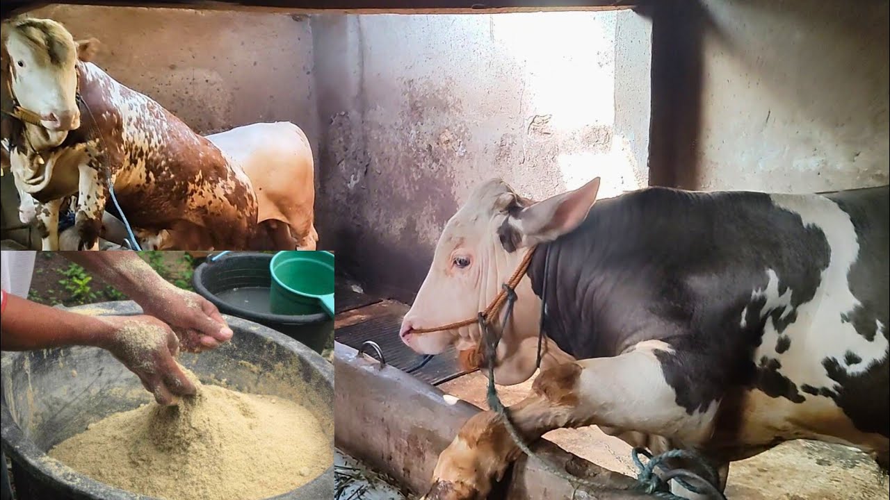 RESEP PAKAN COMBORAN SAPI SAPI SUPER MAS FERI PLAOSAN