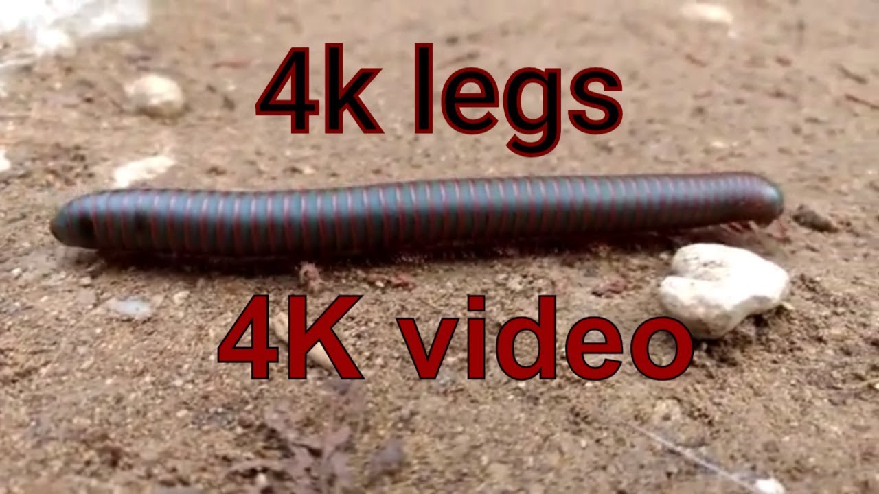 4K Video: Saw this cute millipede while hiking in Texas. Narceus americanus annularis complex