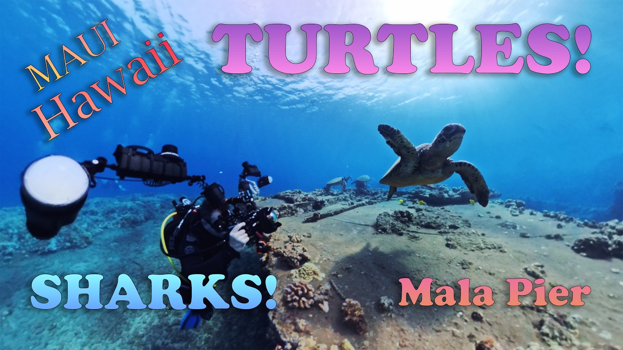 Video Dive Log: Sea turtle cleaning station at Maui's Mala Pier