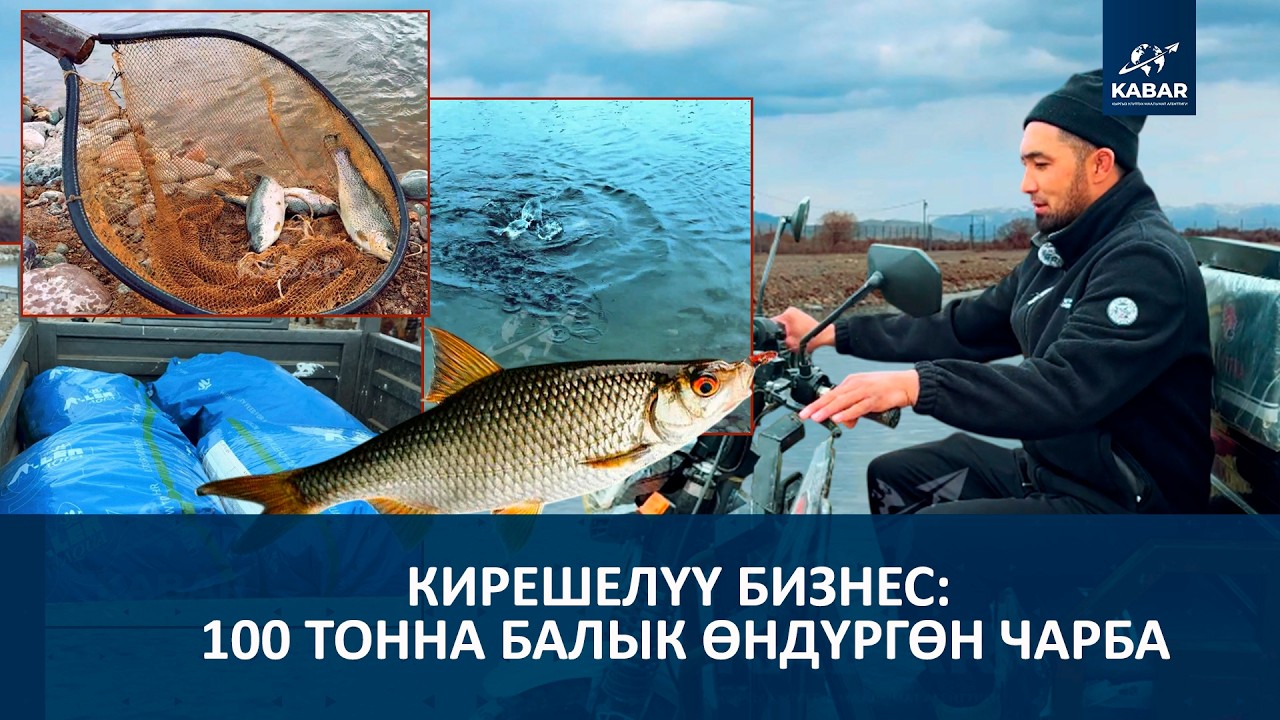 ИШКЕР: БИР БАЛЫКТЫ ЭКИ ЖЫЛ БАГАБЫЗ
