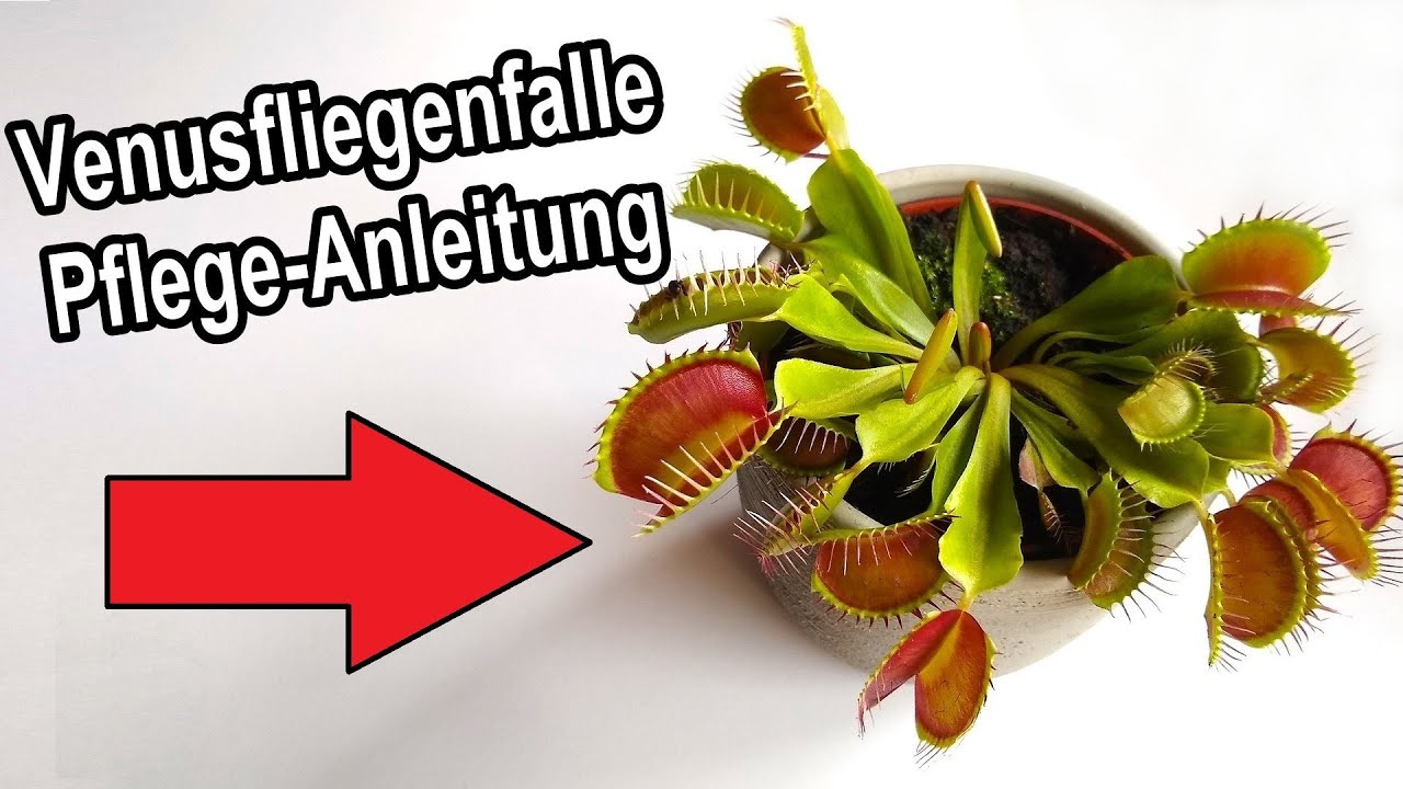 Venusfliegenfalle alles zur Pflege – Gießen, Standort, Umtopfen, Düngen, Überwintern uvm.