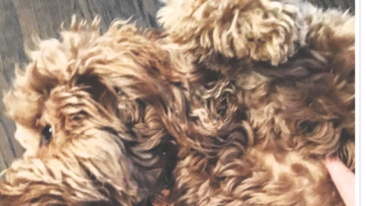 [Newsa] Sharon Osbourne, Kate Hudson and More Stars Celebrate Their Beloved Pooches on ...