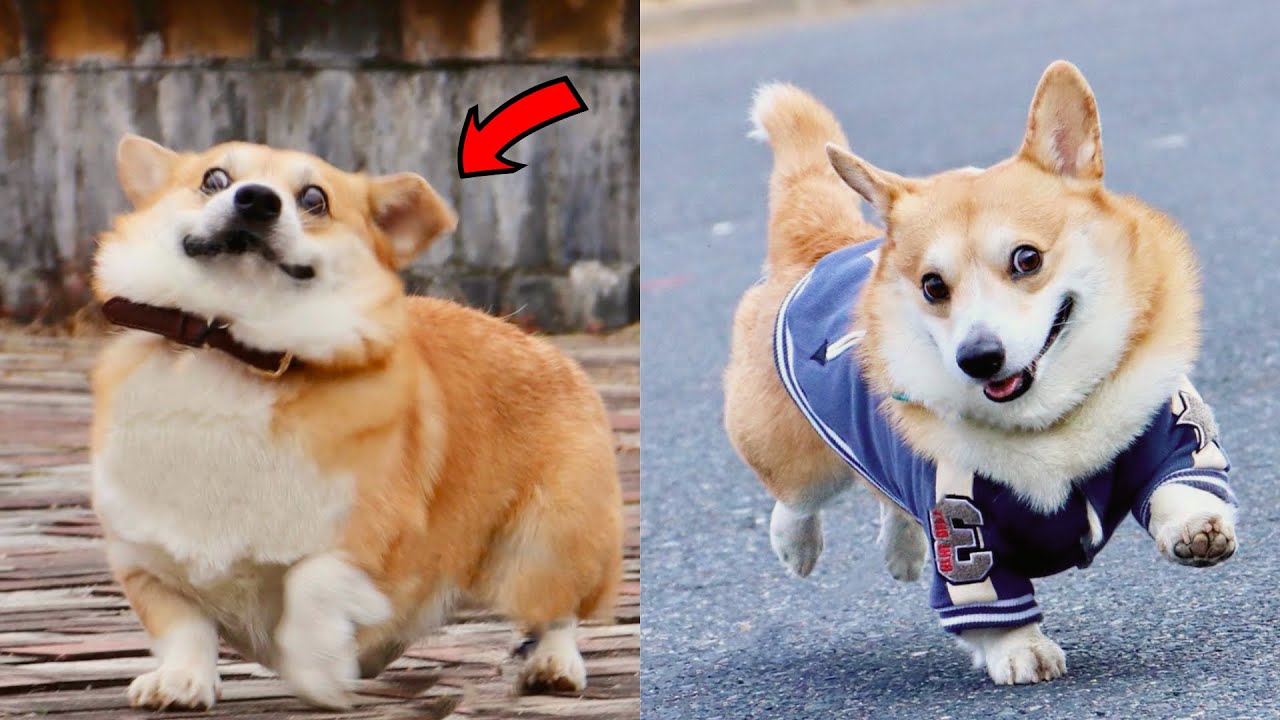 Funny and Cute corgi puppies videos compilation 2021❤ Cutest corgis Ever!