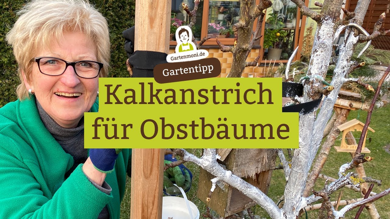 Kalkanstrich für Obstbäume - Weißkalk zum Schutz der Baumrinde