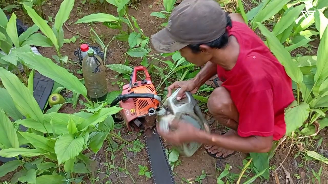 CUTTING DOWN  A ROTTING TREE WITH A CHAINSAW | LONG FROM VIDEO ‼️#chainsawman #lumberjack 