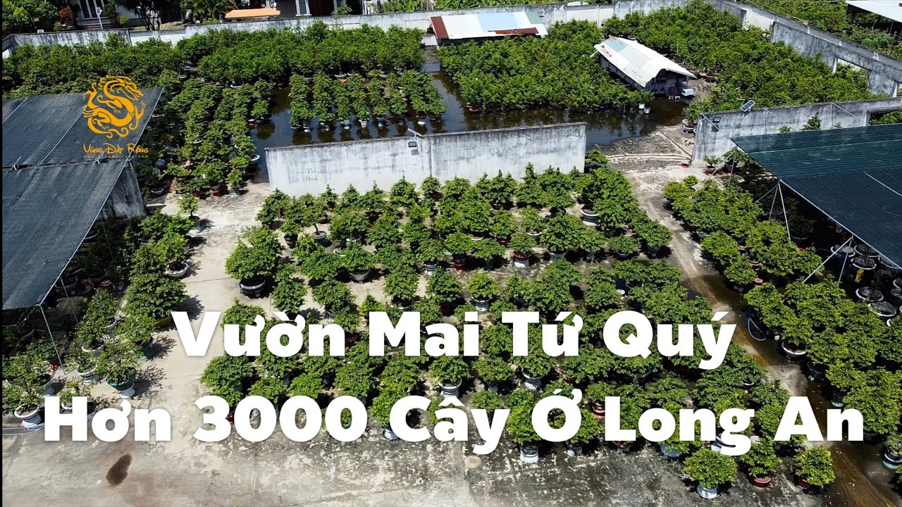 Xuất hiện vườn Mai Tứ Quý hơn 3000 cây “siêu khủng” có 1-0-2 ở Bến Lức Long An|Vùng Đất Rồng 