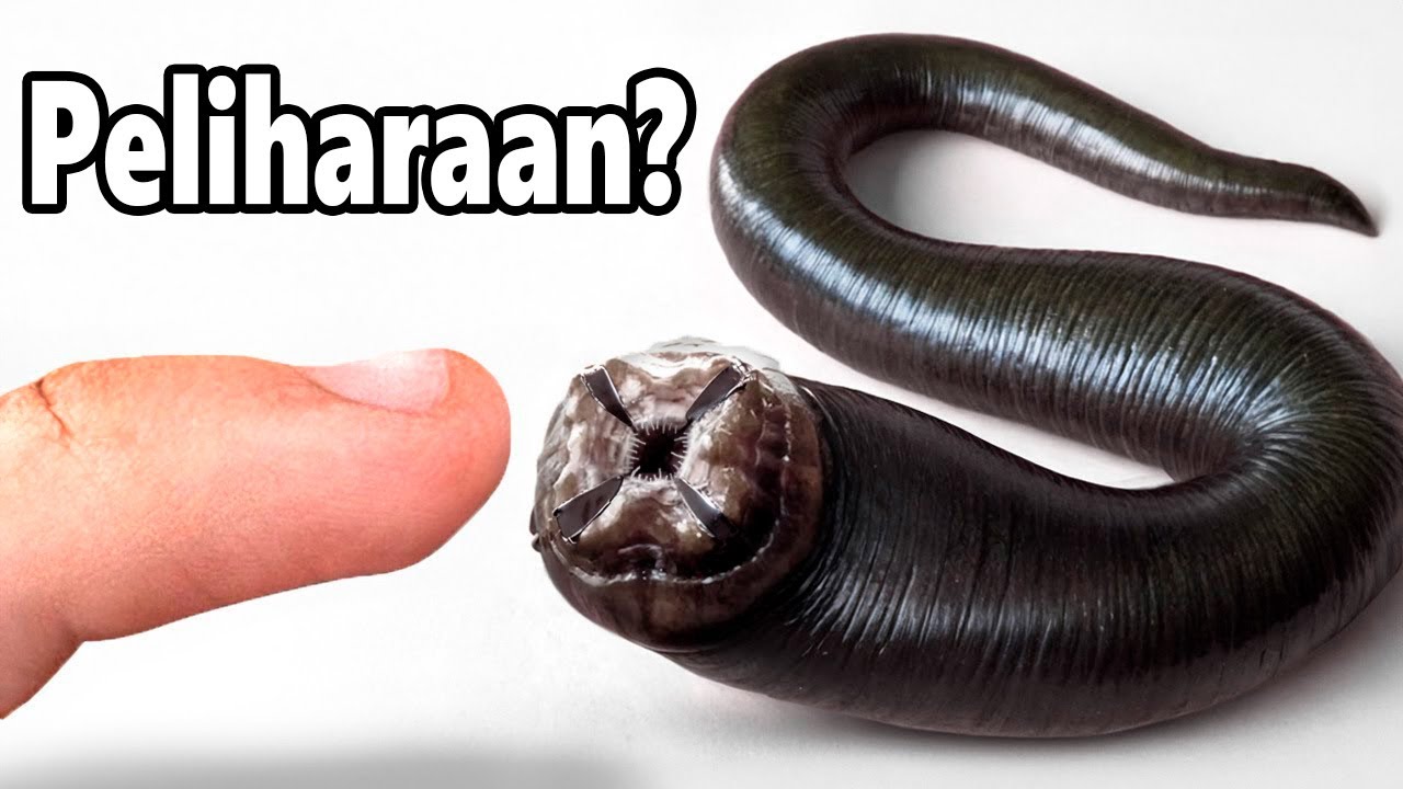 Aku Punya Hewan Peliharaan Lintah (iya, beneran)